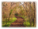 Serene Pathways